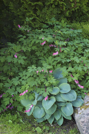 lamprocapnos_hosta_small