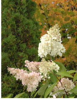 syyshortensia_katsura_tuija