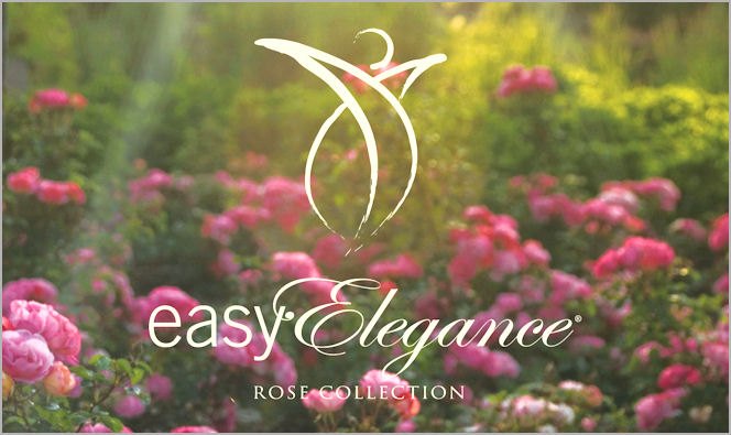 easyelegancelogotaustalla2g