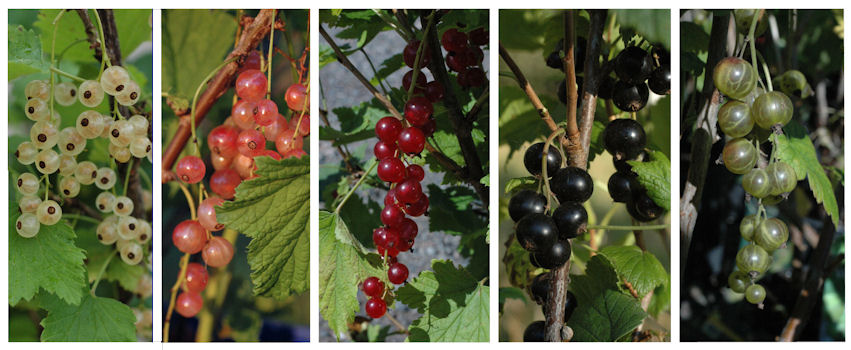 Herukoita fb_ILONA_herukat_rivissa