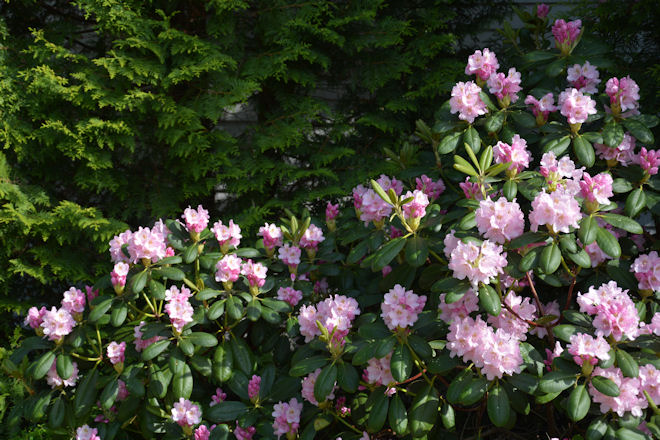 artik_rhodokump_thuja_660x