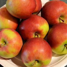 malus_skandinavian_kaunein_nelio