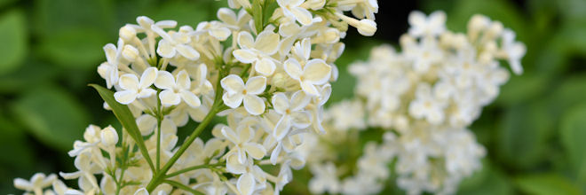 syringa_Primrose_www660