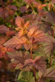 Amber Jubilee Amber Jubilee heisiangervon oranssinsävyiset lehdet