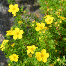 dasiphora_Goldfinger_220