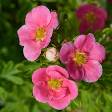 dasiphora_pink_paradise_220