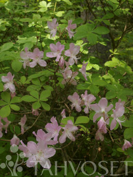 Tuotekuva-ESTELLE KUNINGASATSALEA FinE