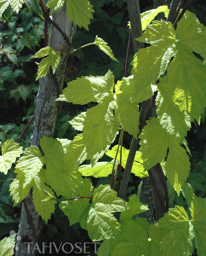 tuotekuva_Aurea_humala