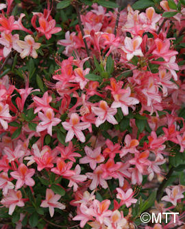 Tuotekuva-TARLEENA PUISTOATSALEA FinE