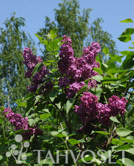 Tuotekuva-A. an LUDWIG SPÄTH JALOSYREENI