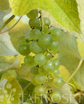 Tuotekuva-ADALMINA AITOVIINIKÖYNNÖS