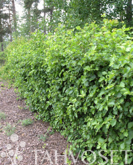 Tuotekuva-AITAORAPIHLAJA