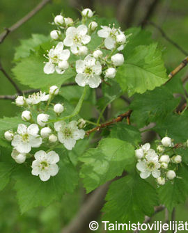 Tuotekuva-AITAORAPIHLAJA