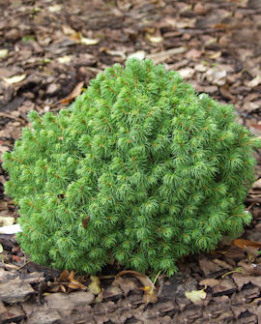 Tuotekuva-ALBERTA GLOBE KÄÄPIÖVALKOKUUSI