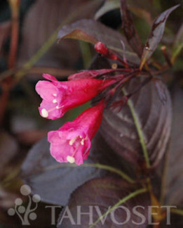 Tuotekuva-ALEXANDRA KOMEAKOTAKUUSAMA