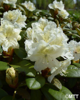 Tuotekuva-ALLI JAPANINALPPIRUUSU