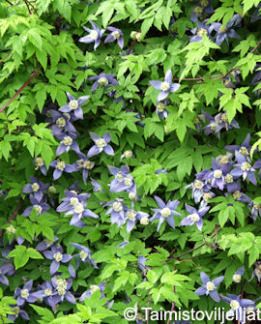 Tuotekuva-ALPPIKÄRHÖ