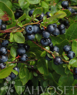 Tuotekuva-ALVAR TARHAPENSASMUSTIKKA FinE