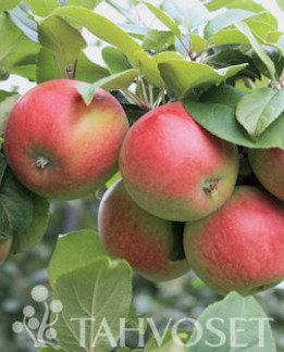 Tuotekuva-AMOROSA OMENA