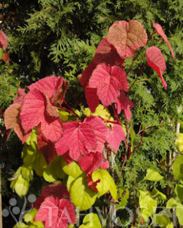 Tuotekuva-AMURINVIINI