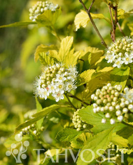 Tuotekuva-ANGEL GOLD KELTAHEISIANGERVO