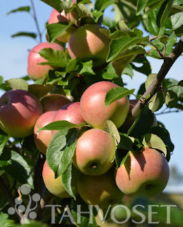 Tuotekuva-AROMA OMENA KÄÄPIÖIVÄ