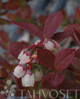Tuotekuva-ARTO TARHAPENSASMUSTIKKA FinE