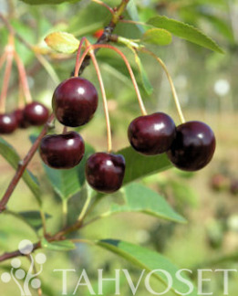 Tuotekuva-ARTTULANKIRSIKKA KIRSIKKA