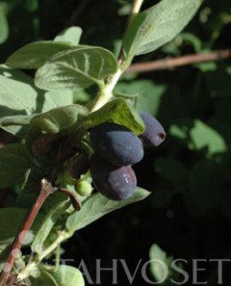 Tuotekuva-ATUT MAKEASINIKUUSAMA