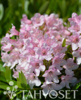 Tuotekuva-BLOOMBUX® ALPPIRUUSU