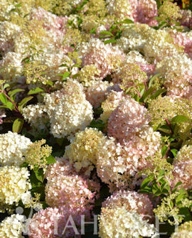 Tuotekuva-BOBO® SYYSHORTENSIA