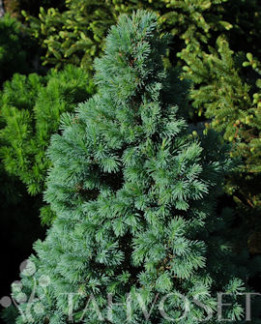 Tuotekuva-CONICA BLUE KARTIOVALKOKUUSI