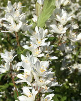 Tuotekuva-DIPPON ISONIETOSPENSAS