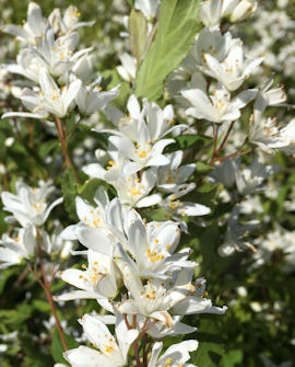 Tuotekuva-DIPPON ISONIETOSPENSAS