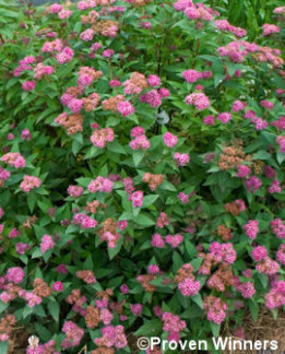 Tuotekuva-DOUBLE PLAY® ARTIST JAPANINANGERVO