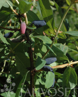 Tuotekuva-DUET MAKEASINIKUUSAMA