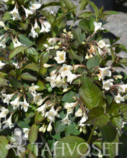 Tuotekuva-EBONY AND IVORY® TARHAKOTAKUUSAMA