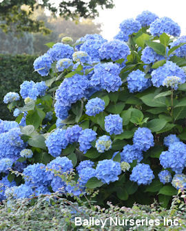 Tuotekuva-THE ORIGINAL® JALOHORTENSIA