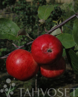 Tuotekuva-EPPULAINEN OMENA