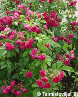 Tuotekuva-F.J. GROOTENDORST NEILIKKARUUSU