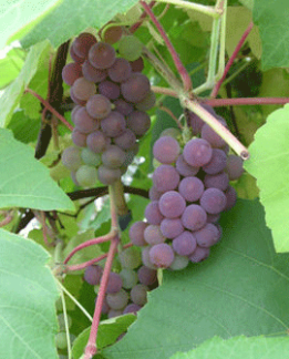 Tuotekuva-FABEL VIINIKÖYNNÖS