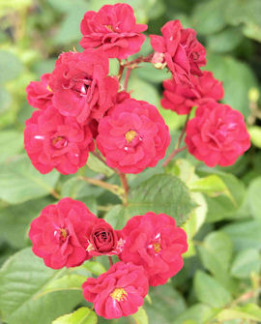 Tuotekuva-FAIRY DANCE RUUSU