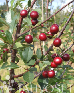 Tuotekuva-FANAL KIRSIKKA