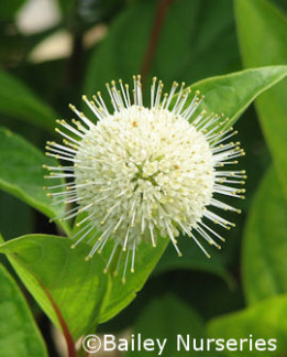 Tuotekuva-FIBER OPTICS™ KERÄPENSAS