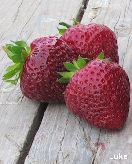 Tuotekuva-FRIDA MANSIKKA