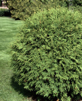 Tuotekuva-GLOBOSA PALLOTUIJA