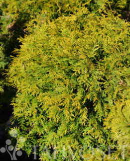 Tuotekuva-GOLDEN GLOBE PALLOTUIJA