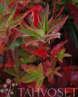 Tuotekuva-GOLDEN LIGHTS REVONTULIATSALEA