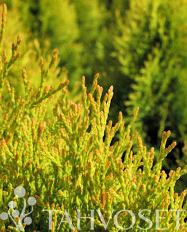 Tuotekuva-GOLDEN SMARAGD TIMANTTITUIJA