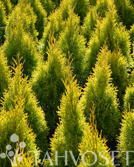 Tuotekuva-GOLDEN SMARAGD TIMANTTITUIJA